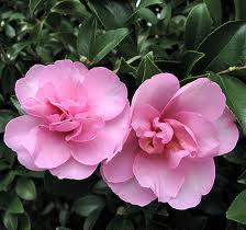 Camellia Sasanqua Alison Spragg