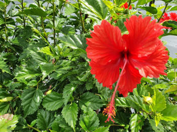 Hibiscus Psyche Red flower