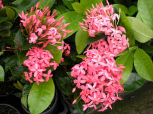 Ixora Pink Malay flower