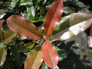 Photinia leaf