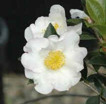 Camellia Sasanqua Setsugekka