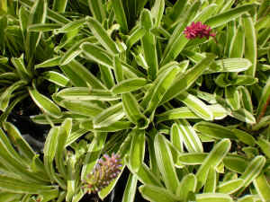 Aechmena gamosepala variegated