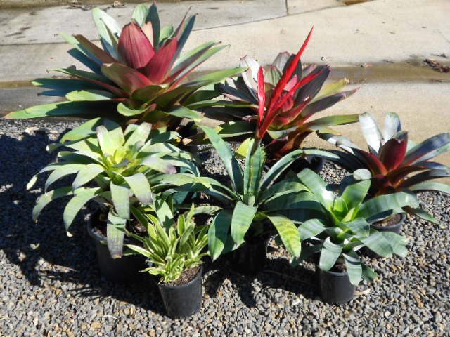 assorted bromeliads