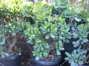 Crassula Ovata