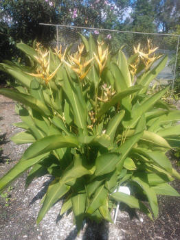 Heliconia Gold Torch