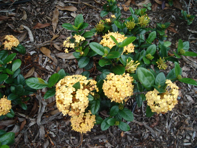 Ixora Yellow Dwarf Flower