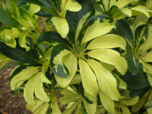 Schefflera Madam de Smet leaf