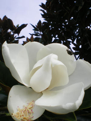 Magnolia little gem flower