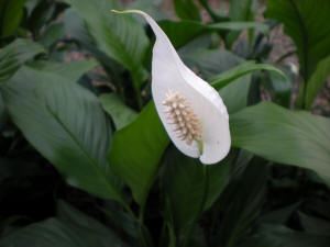 spathyphyllum Petite flower