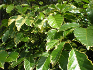 polycias leaf2