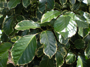 Polycias leaf