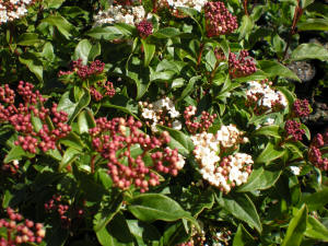 Viburnum tinus