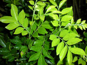 Murraya paniculata "Smart Choice" leaf