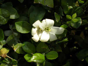Murraya paniculata "Smart Choice" flower